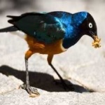 image of bird