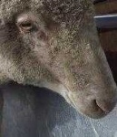 image of animal