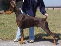 image of doberman