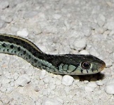 image of garter_snake #31