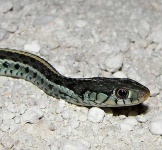 image of garter_snake