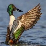 image of northern_shoveler #16