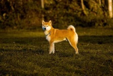 image of shiba_inu #4