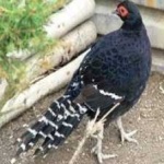 image of bird