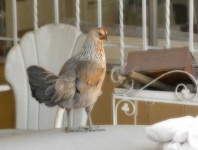 image of hen