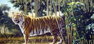 image of animal