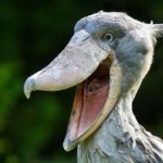 image of bird