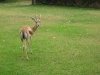 image of gazelle