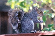 image of animal