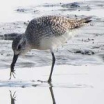 image of bird
