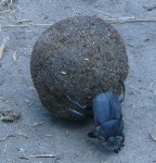 image of dung_beetle