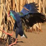 image of bird