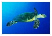 image of hawksbill
