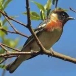 image of bird