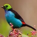 paradise_tanager