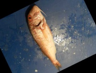 image of fish