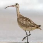 image of whimbrel #22