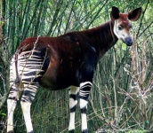 image of animal