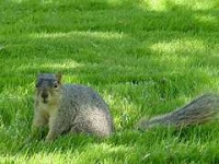 image of fox_squirrel