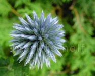 image of flower