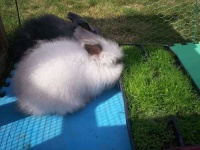 image of angora