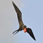 image of bird