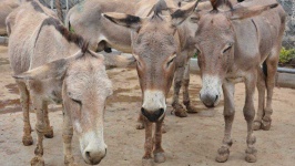 image of animal