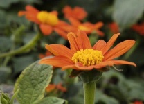 image of flower