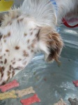image of english_setter
