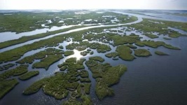 image of wetland
