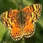 image of animal