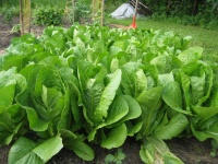 image of lettuce #31