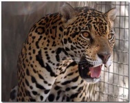 image of jaguar_car