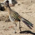 image of bird