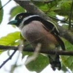 image of bird