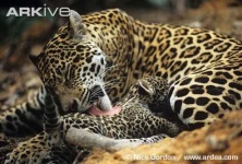 image of jaguar_car
