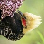 image of bird