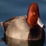 image of bird