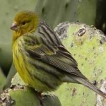 image of bird