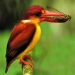 image of rufous_kingfisher #25