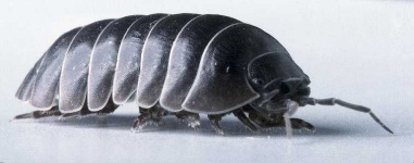 image of isopod