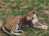 image of jaguar_car