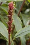 image of flower