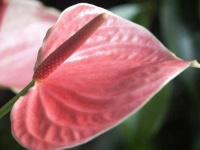 image of flower