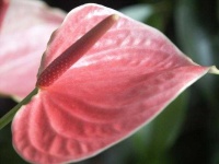 image of anthurium #20