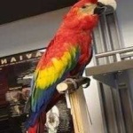 image of bird