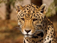 image of jaguar_car