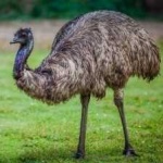 image of emu #17