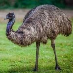 image of bird