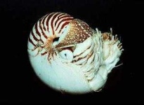 image of nautilus